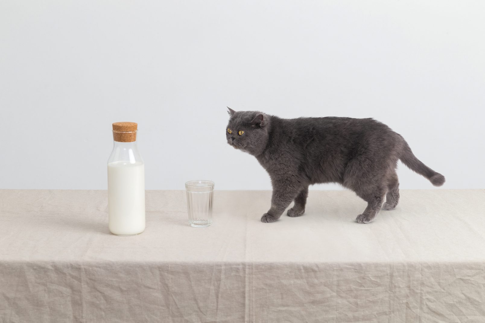 World milk day 2021: there is a bottle of milk and an empty glass on the table. There is a Persian cat on the table and looks at milk