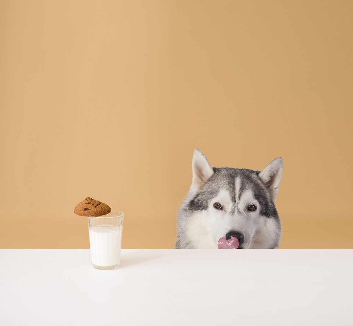 World milk day 2021: there is a glass of milk on the table with cookies on it. Husky sits nearby, looks at a glass and licks its lips