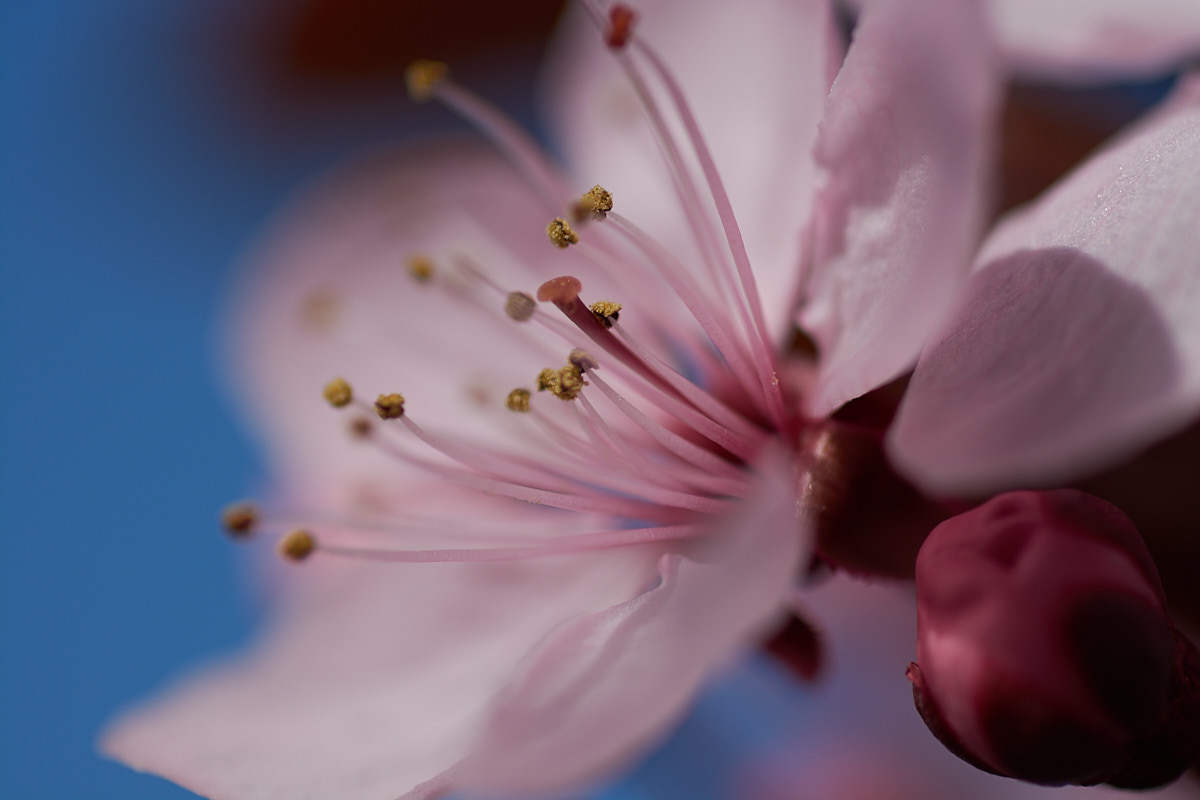 5 Tips for Better Close-up Photography: Cherry Flower