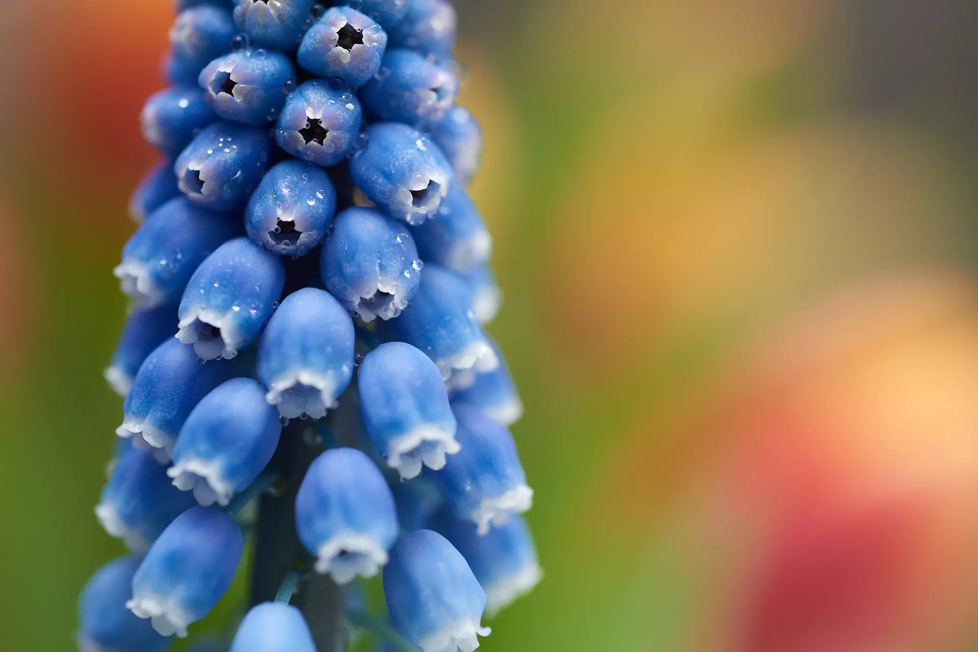 5 Tips for Better Close-up Photography: Grape Hyacinth