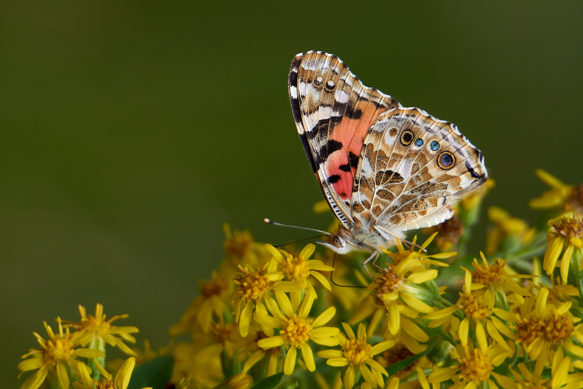 5 Tips for Better Close-up Photography: Butterfly