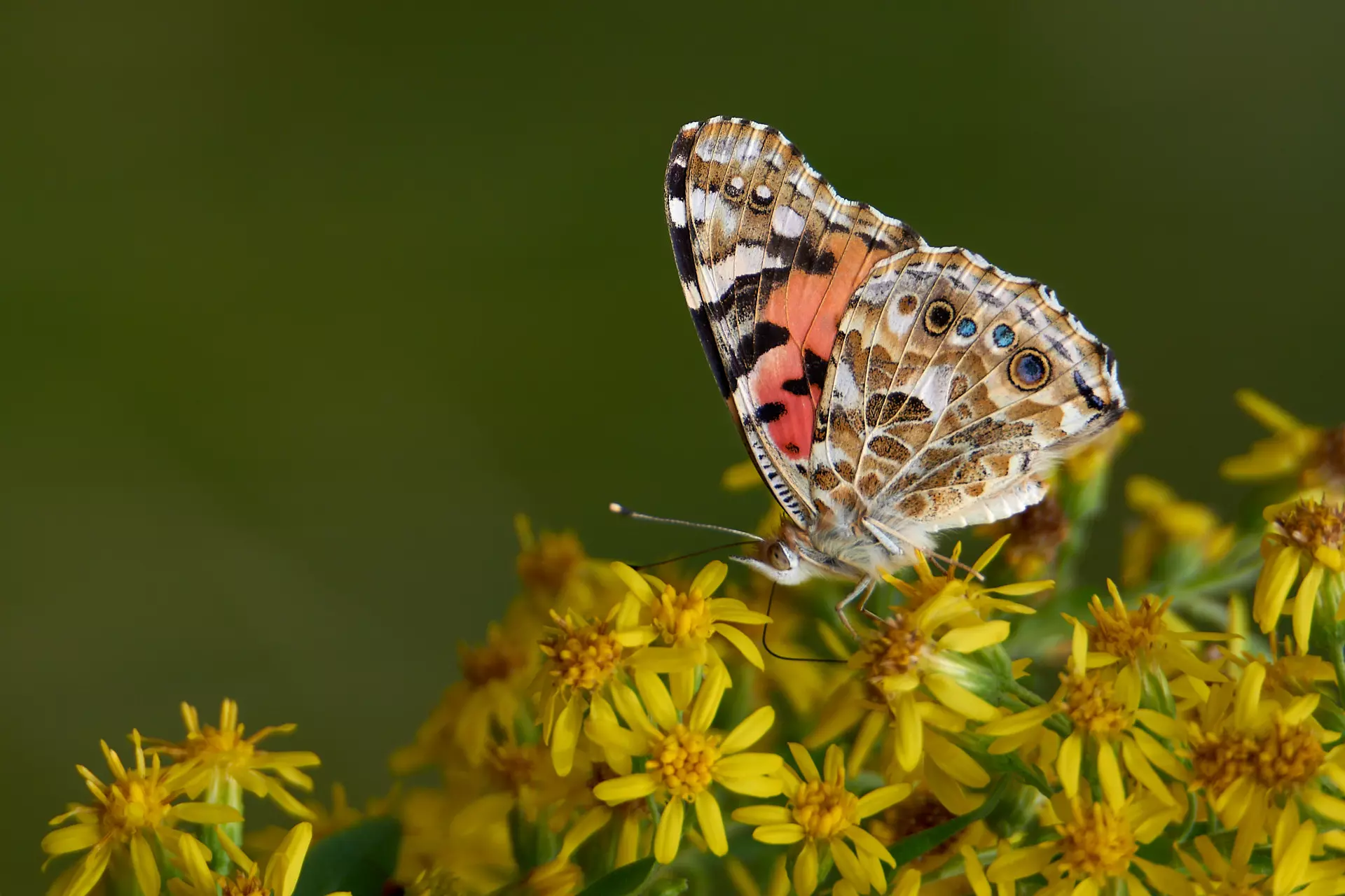 5 Tips for Better Close-up Photography: Butterfly