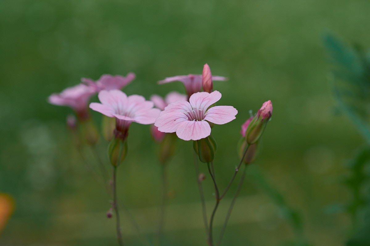 5 Tips for Better Close-up Photography: Pink flowers