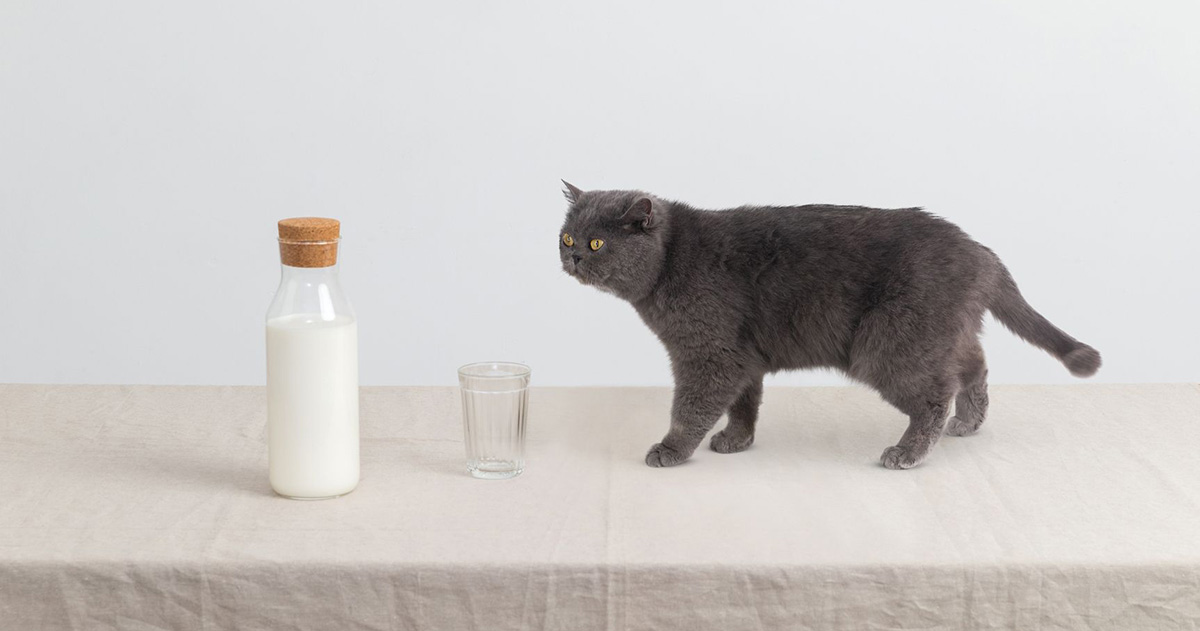 Catgratulations: special collection of frisky graphics for International Cat Day: A cat moving closer to a milk bottle