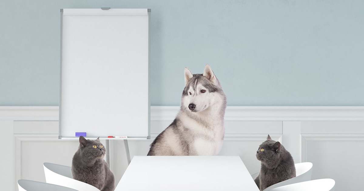 Catgratulations: special collection of frisky graphics for International Cat Day: Two cats and a dog on a business meeting