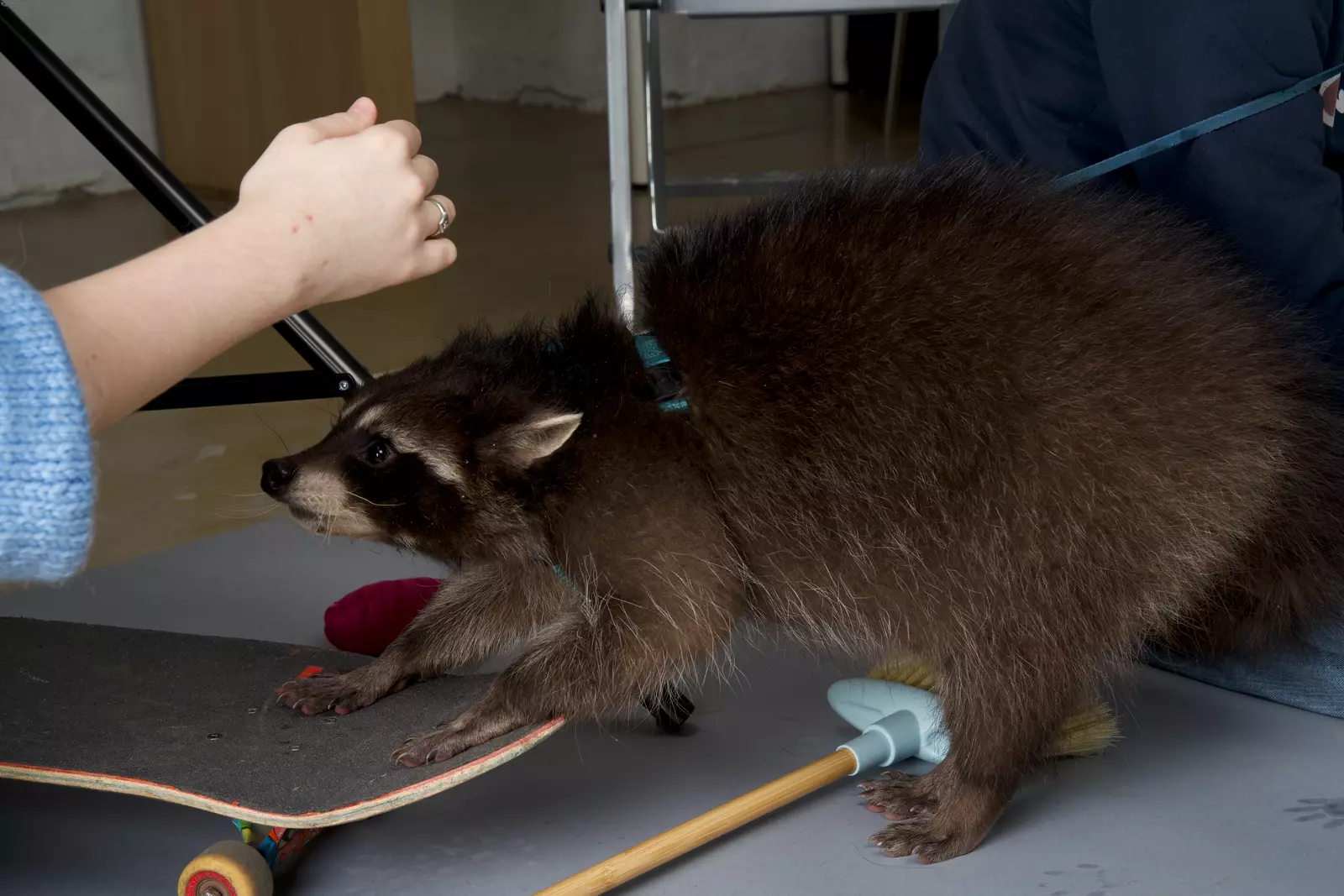 Working secrets of a stock photographer: posing hacks, cemetery adventures, and a rowdy raccoon: backstage shot with raccoon