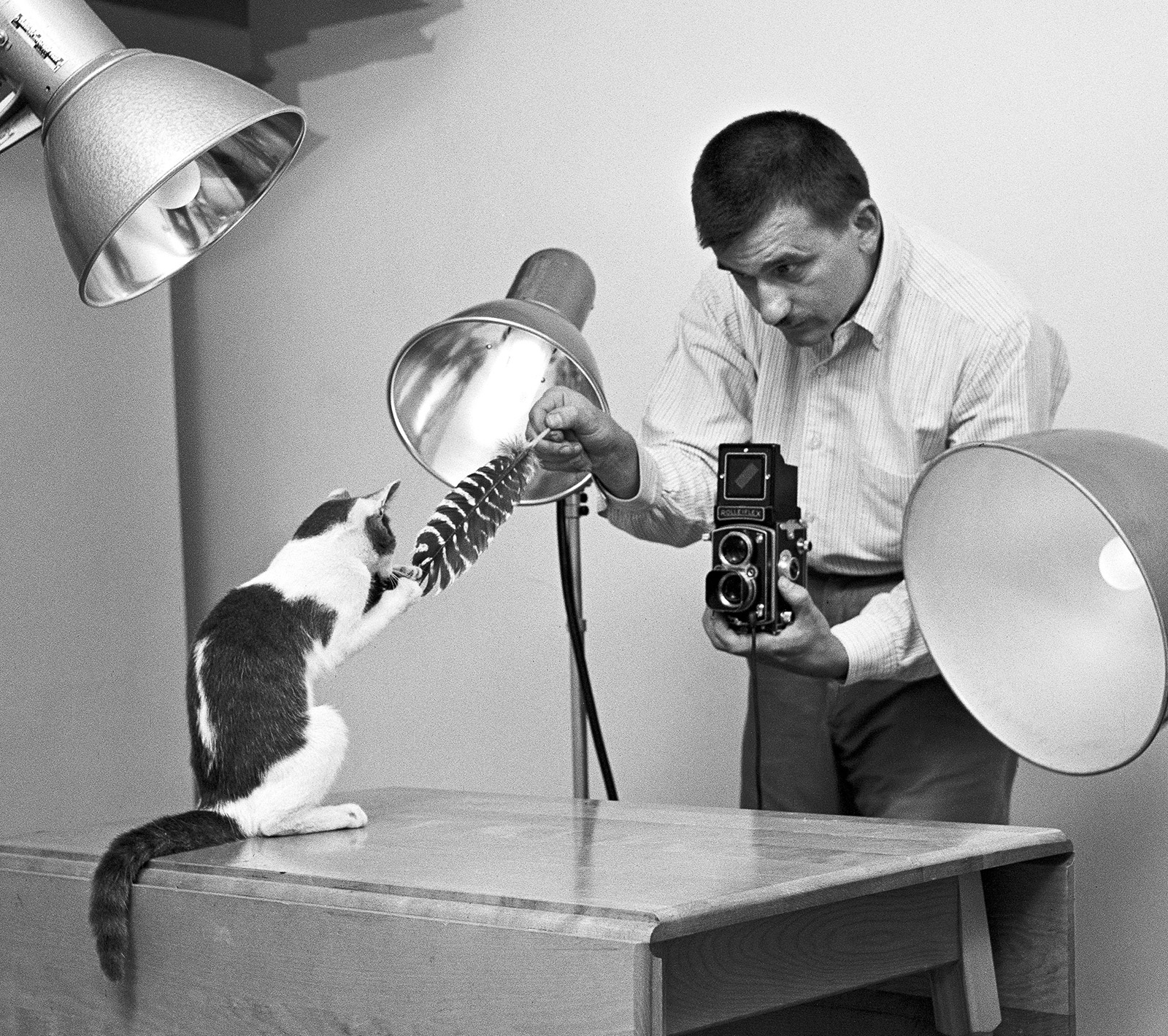 walter chandoha cat photography inspiration